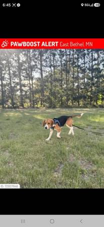 Lost dog