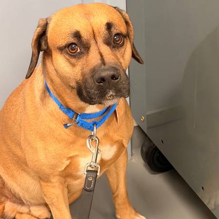 Found dog