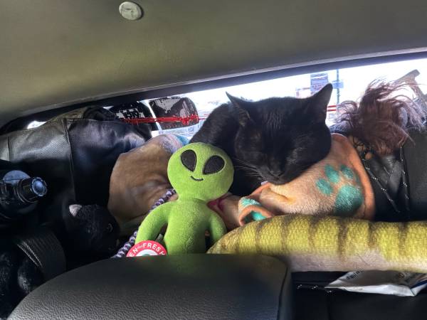 Lost cat