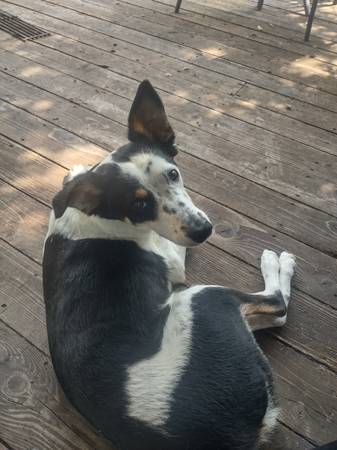 Lost dog