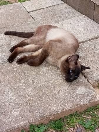 Lost Cat in Hot Springs National Park