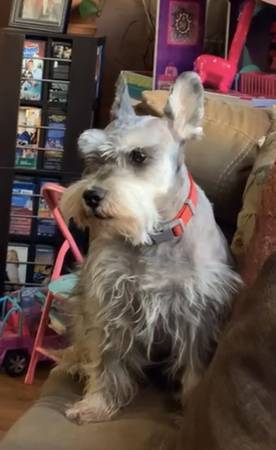 Lost dog