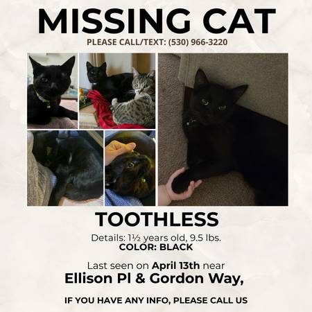 Lost cat