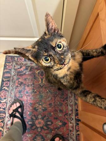 Found cat