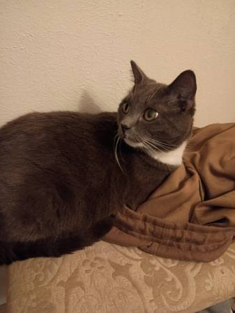 Lost cat