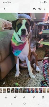 Lost dog