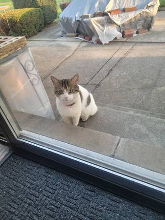 Found Cat in Warren