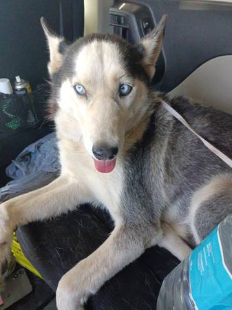 Found dog