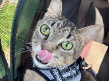 Lost Cat in Eden Prairie