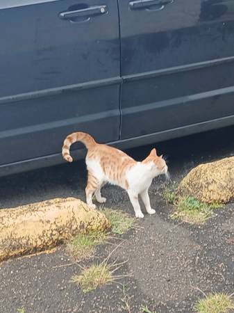 Found cat