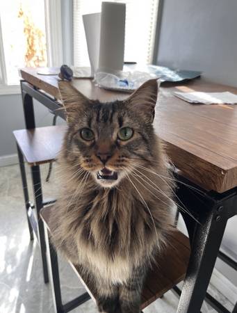 Lost cat