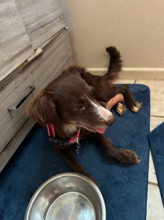 Found dog