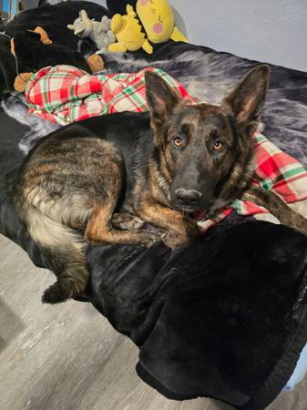 Lost Dog in Rufus