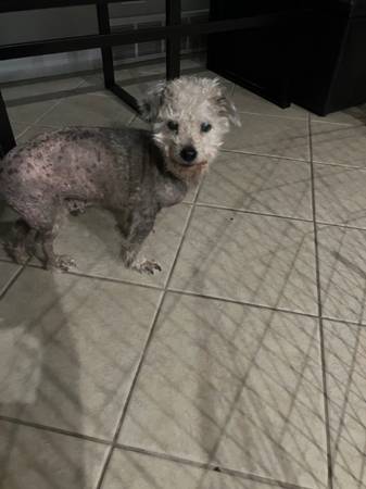 Lost Dog in Louisville