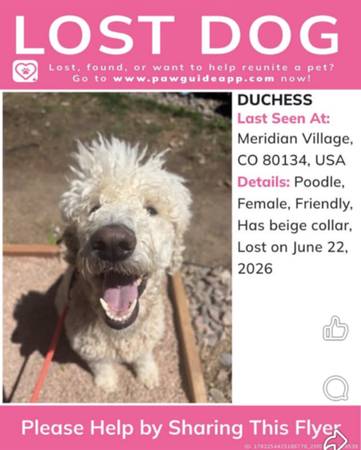 Lost dog