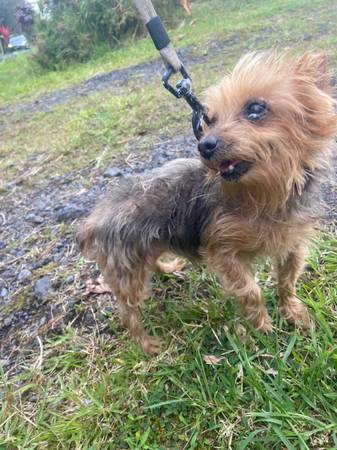 Found dog