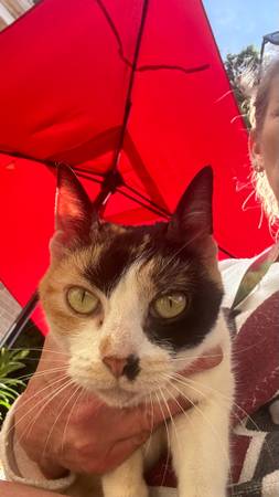 Found cat