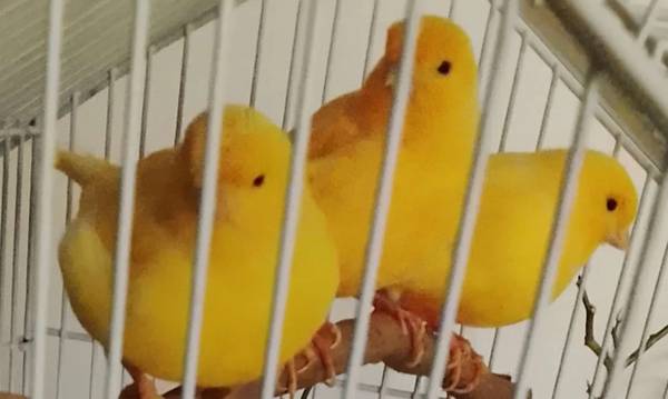 Lost Bird in Coquitlam