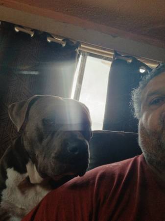 Lost Dog in Tucson