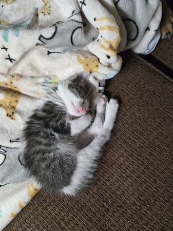 Lost Cat in Bristow