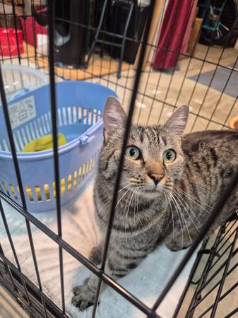Found cat