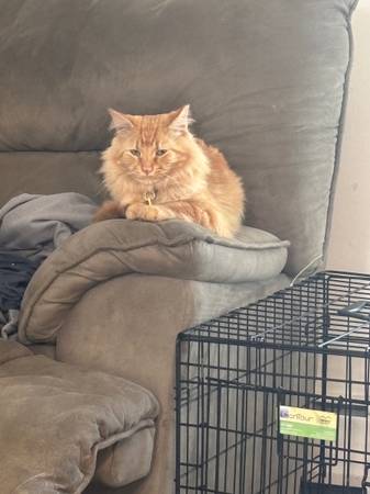 Lost Cat in Berry Creek