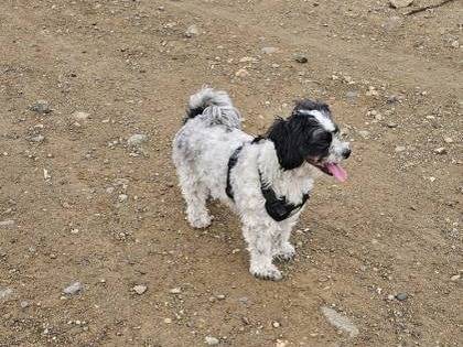Lost dog