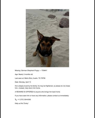 Lost Dog in Austin