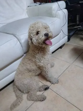 Found dog