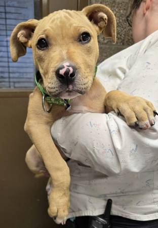 Found dog
