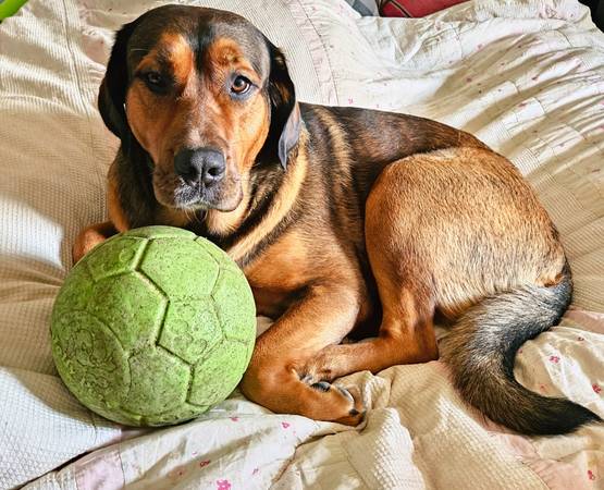 Lost dog