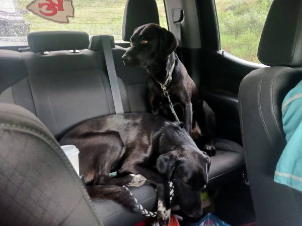 Lost Dog in Wendell