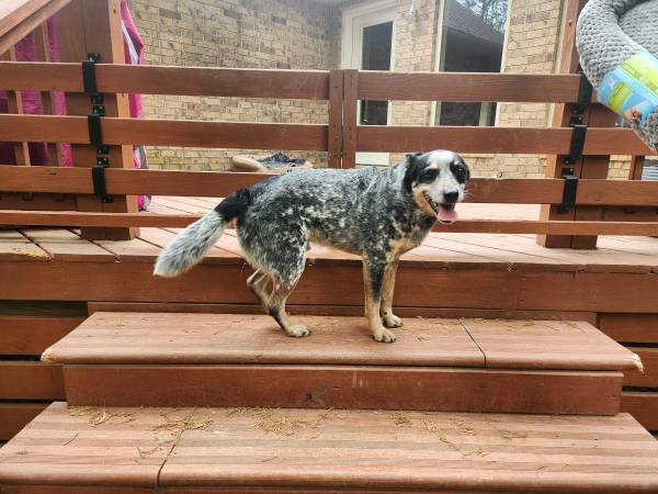 Found dog