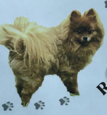 Lost dog