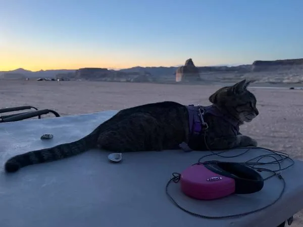 Lost cat