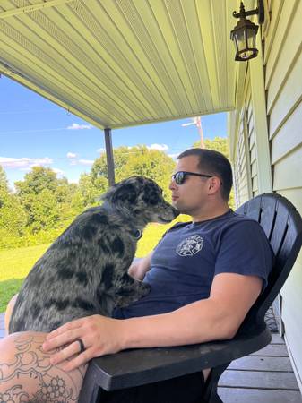 Lost dog