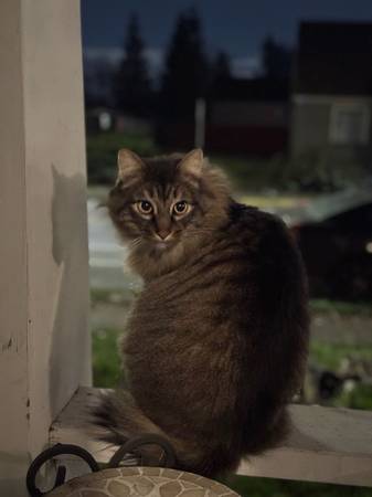 Lost cat