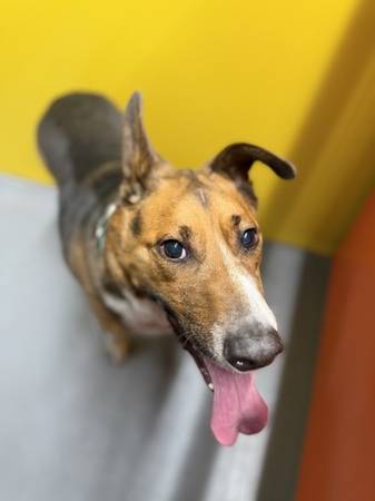 Found Dog in Eugene