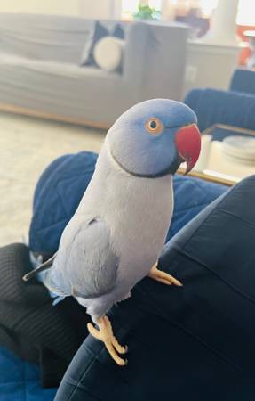 Lost Bird in Annandale