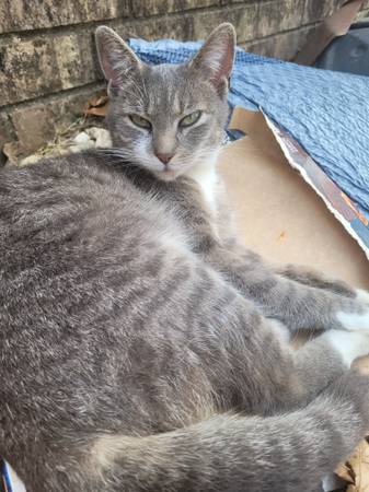 Lost Cat in Durant
