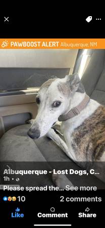 Found dog