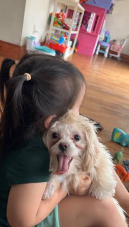 Lost dog