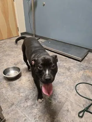 Found dog