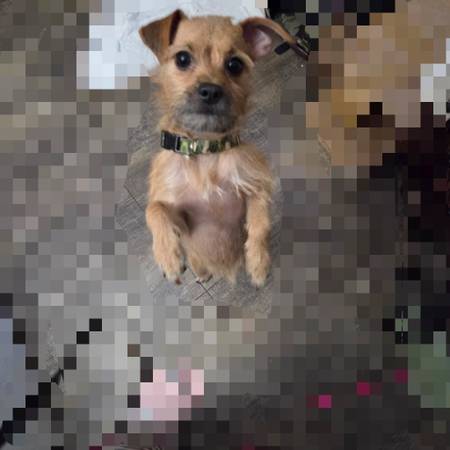Lost dog