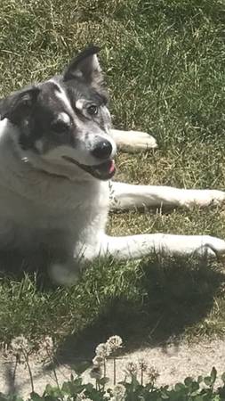 Lost Dog in Butte