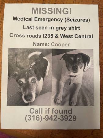 Lost dog