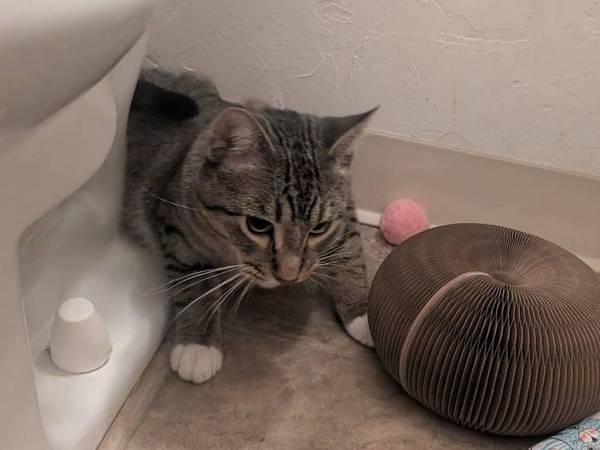 Found cat