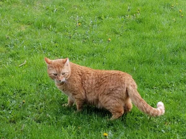Lost cat