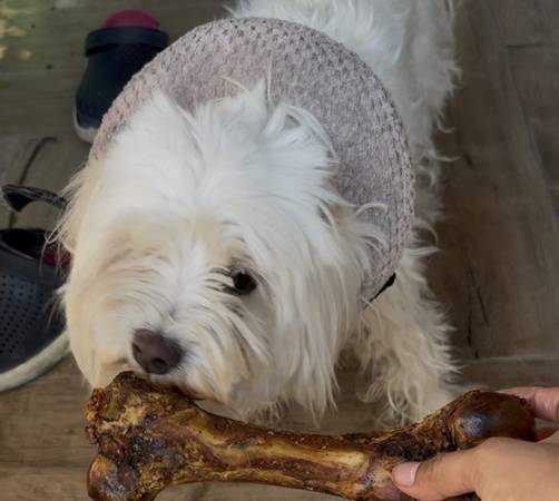 Lost dog