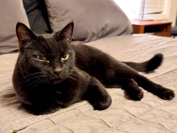 Lost cat